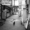 日本橋猫