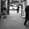老人と猫
