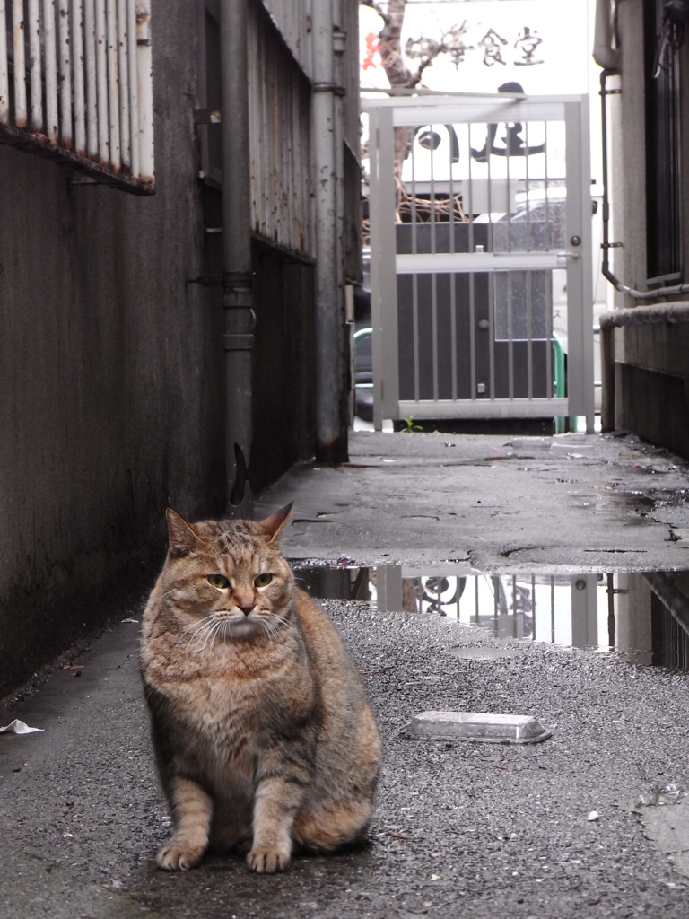 日本橋猫