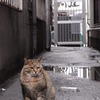 日本橋猫