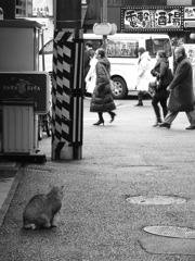猫の見る街　人の歩く街