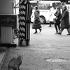 猫の見る街　人の歩く街