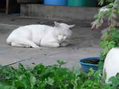 猫の夢