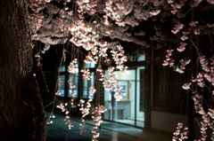 夜桜　塩釜神社