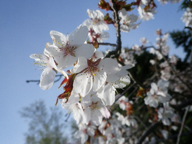 IMGP0446