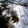 IMGP0433