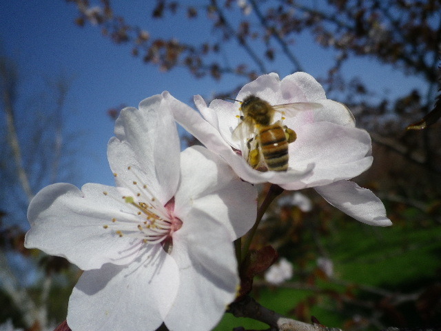 IMGP0425