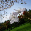 IMGP0421