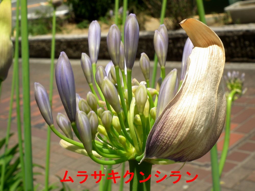 咲き始め
