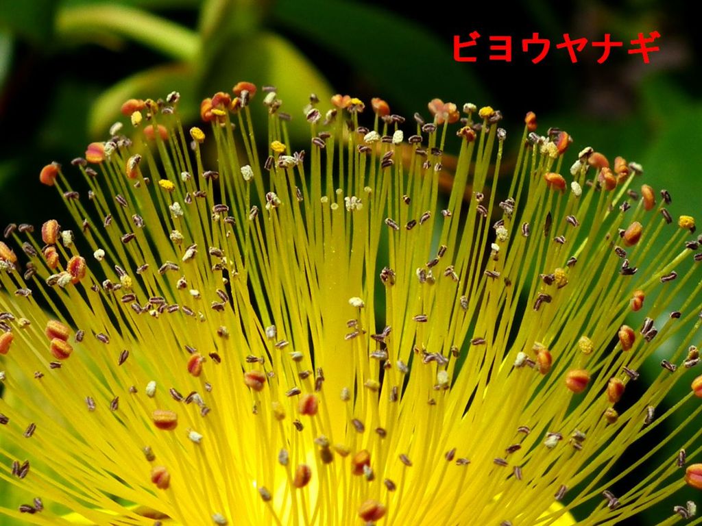 シベが多いです