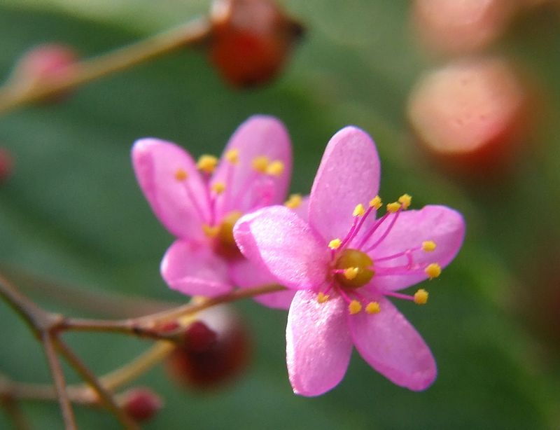 三時花