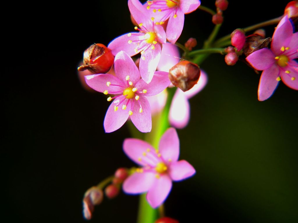 三時花
