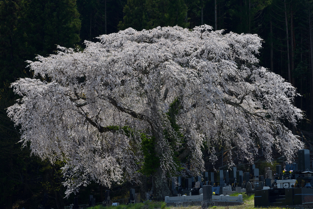 墓守の桜