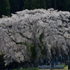 墓守の桜