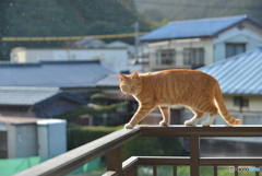 小雨もエンジョイ