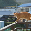 小雨もエンジョイ