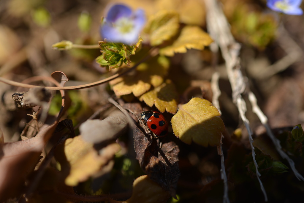 ぬくぬく　Ladybug