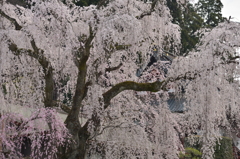 樹齢400年