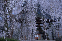 安養寺の枝垂れ桜