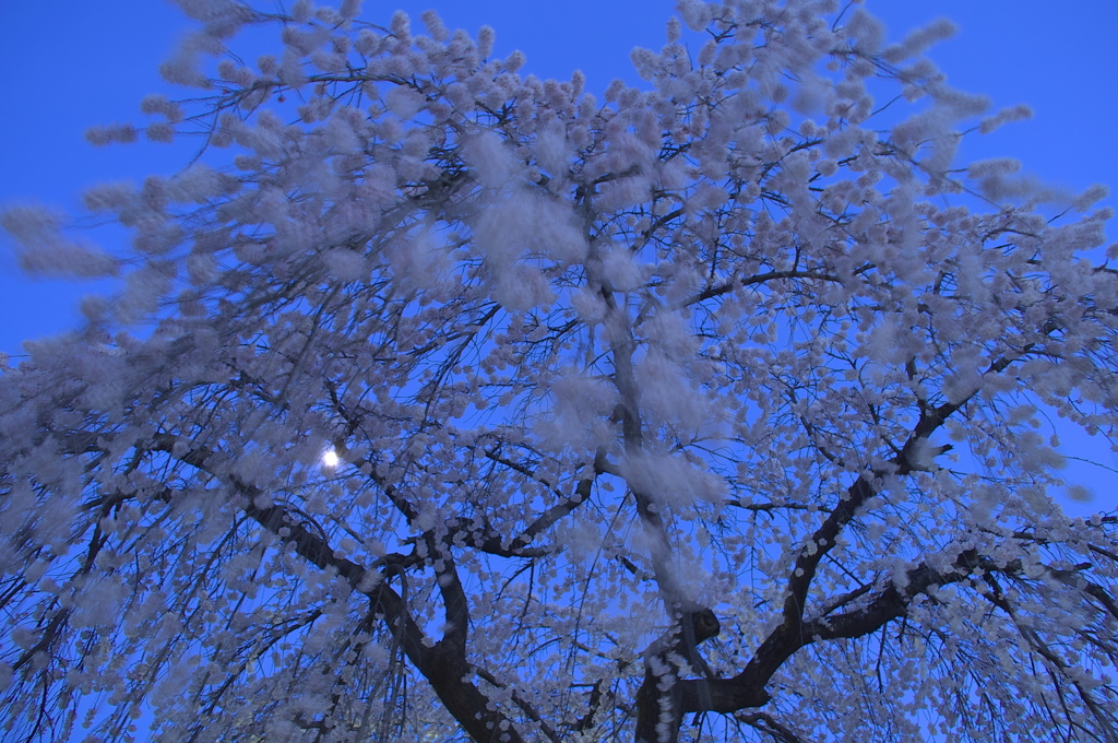 迫る！　乱れ桜に月