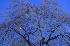 迫る！　乱れ桜に月