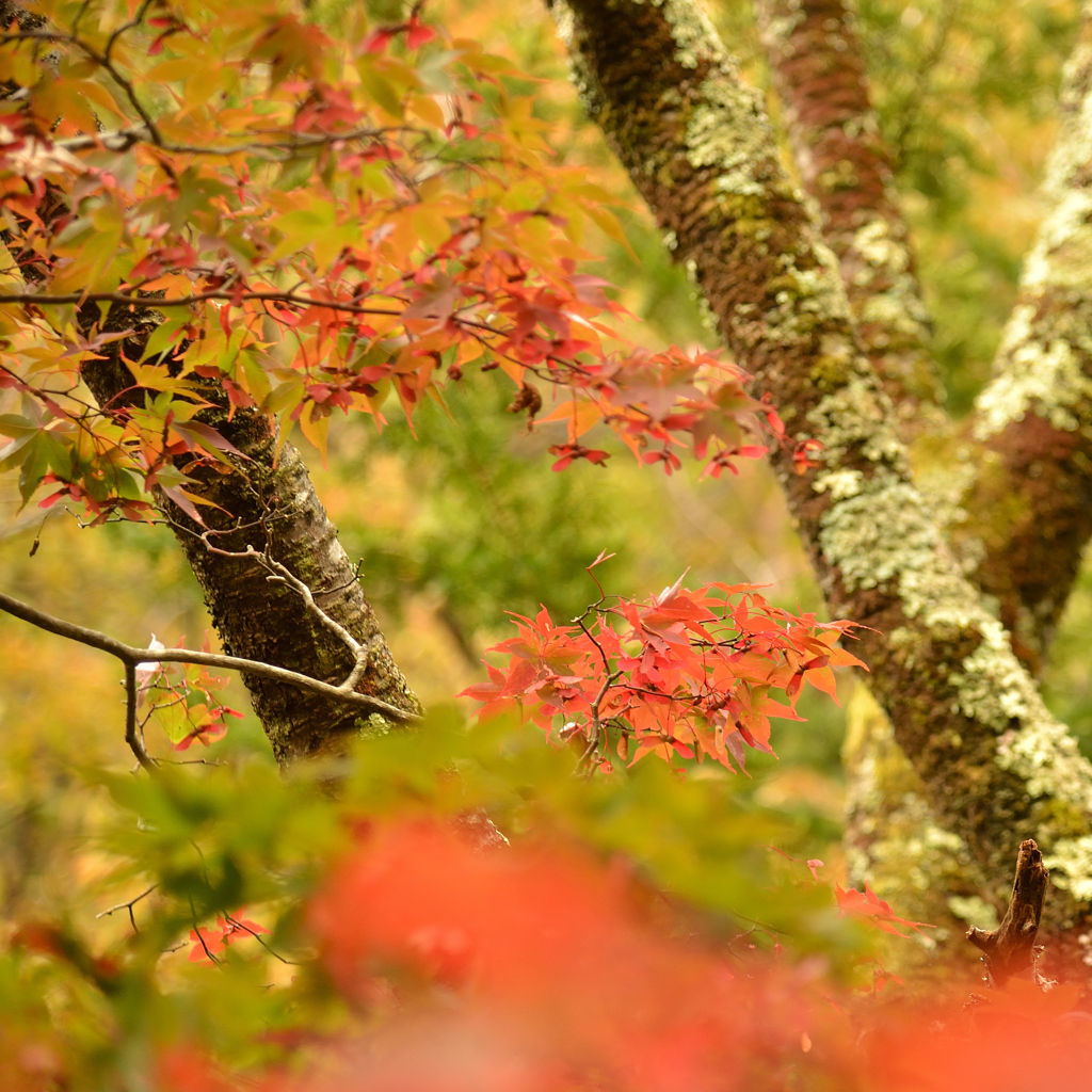 紅葉　始まりました