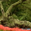 古木に寄り添い