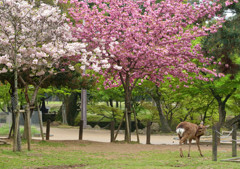 鹿と桜