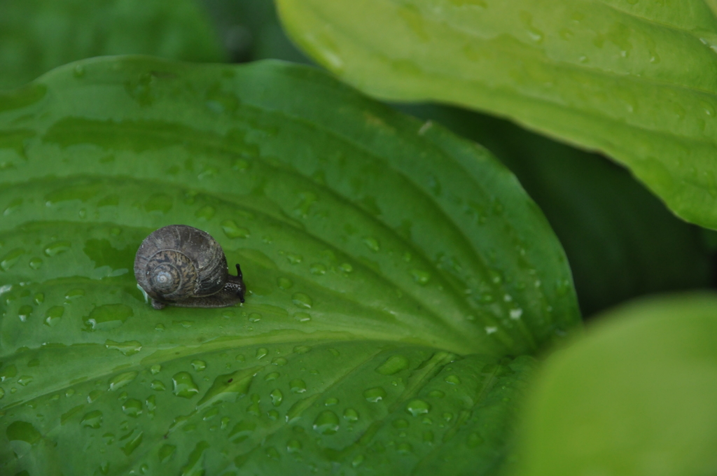 梅雨時