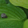 梅雨時