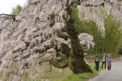 宮の原の枝垂れ桜