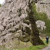 宮の原の枝垂れ桜