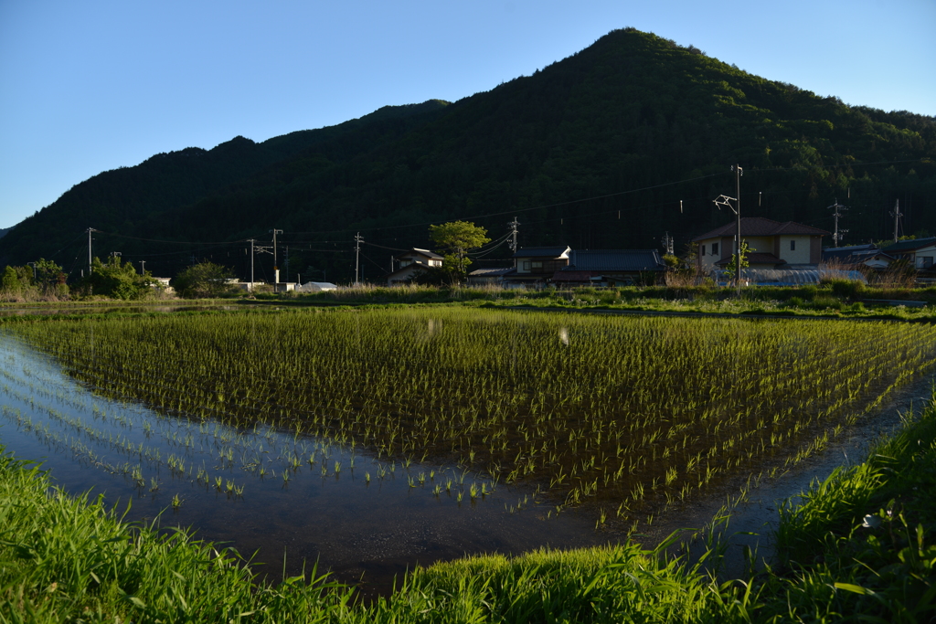 5年目の田んぼ