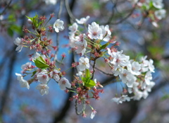 姥桜