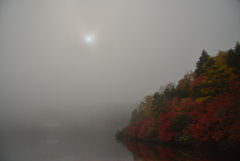 霧の紅葉