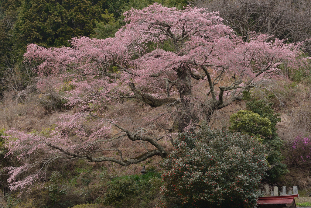 小池さんちの桜