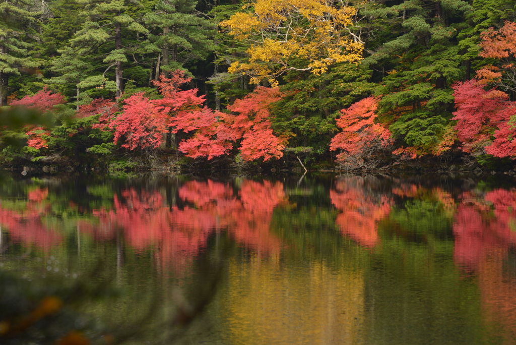白駒の池　