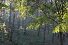 森の朝