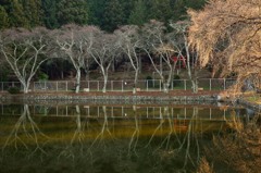 姥ヶ池　夕景