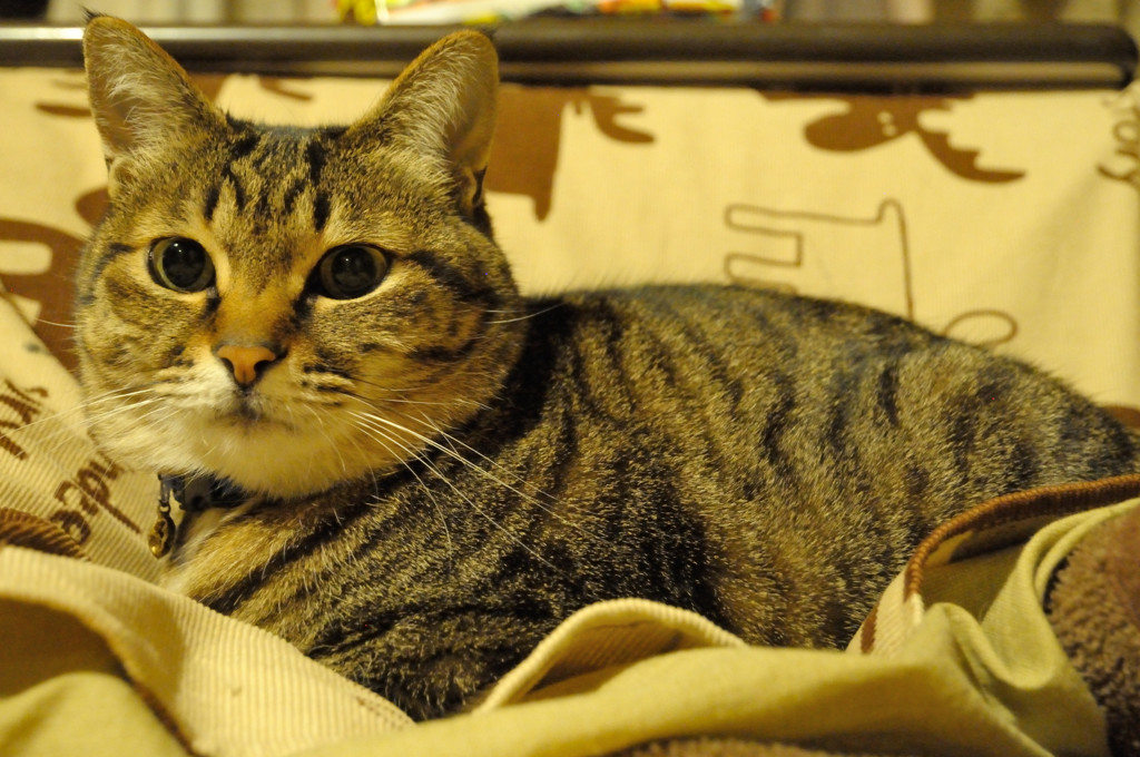 猫 ブ～ム～　？　．．．