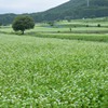 蕎麦の花