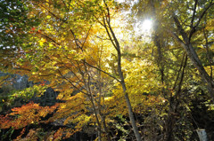 里山　煌めく