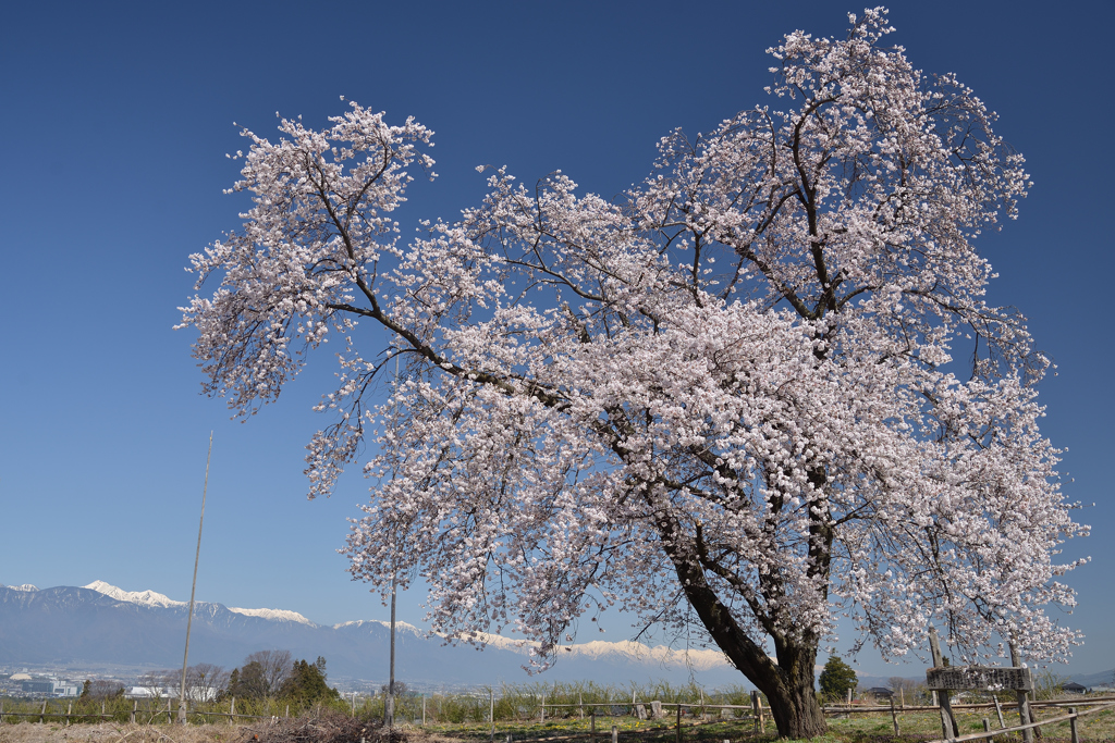 熊井城　天空桜