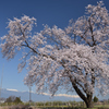 熊井城　天空桜