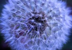 野辺の花火