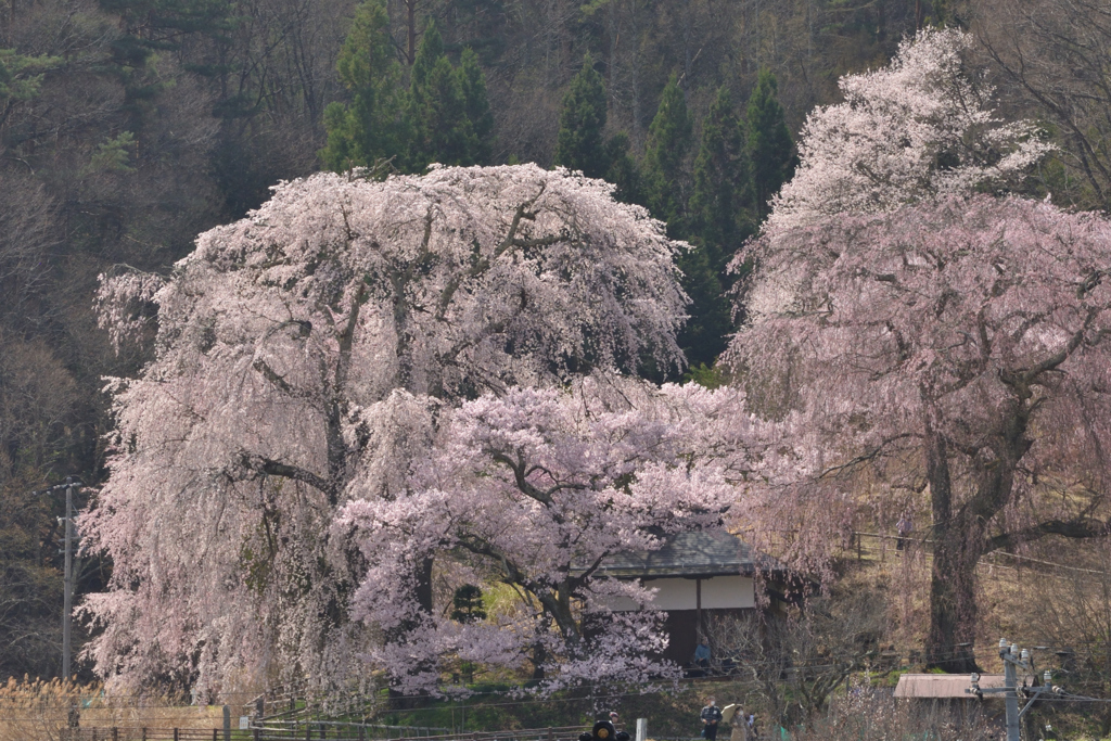 勝間の枝垂れ桜