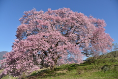 南小河内の一本桜