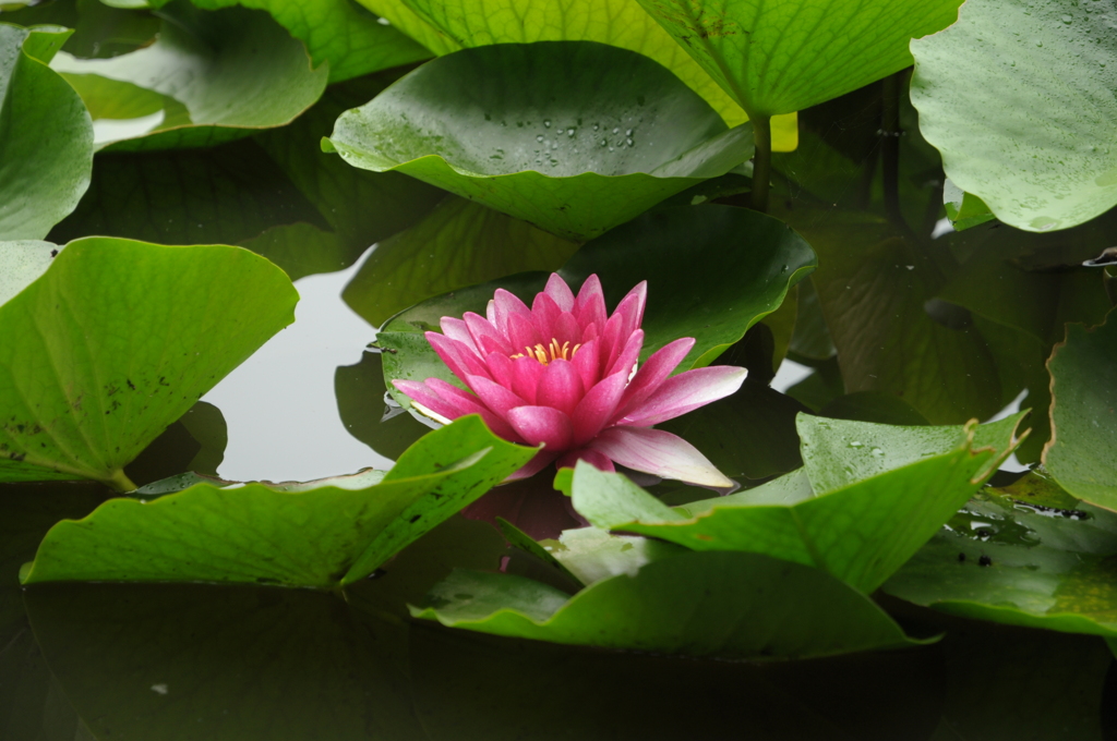 いつか散る花