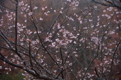 彼岸桜　秋に咲く