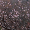 彼岸桜　秋に咲く